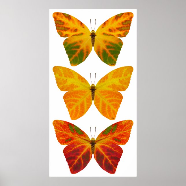 Póster Aspen Leaf Butterflies (Frente)
