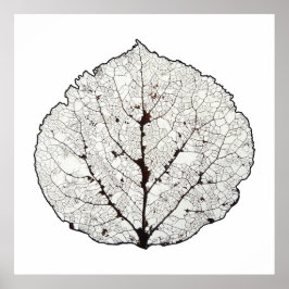 Póster Aspen Leaf Skeleton 1