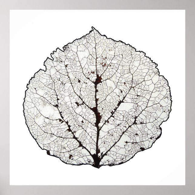 Póster Aspen Leaf Skeleton 1 (Frente)