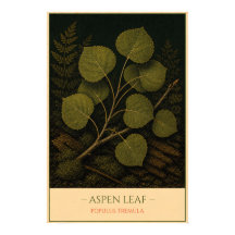 Aspen Leaf – Vintage Botanical Illustration