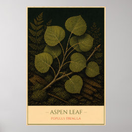 Póster Aspen Leaf – Vintage Botanical Illustration