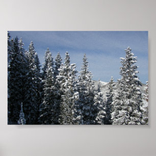 Póster Aspen - tops del árbol de Moutain del suero