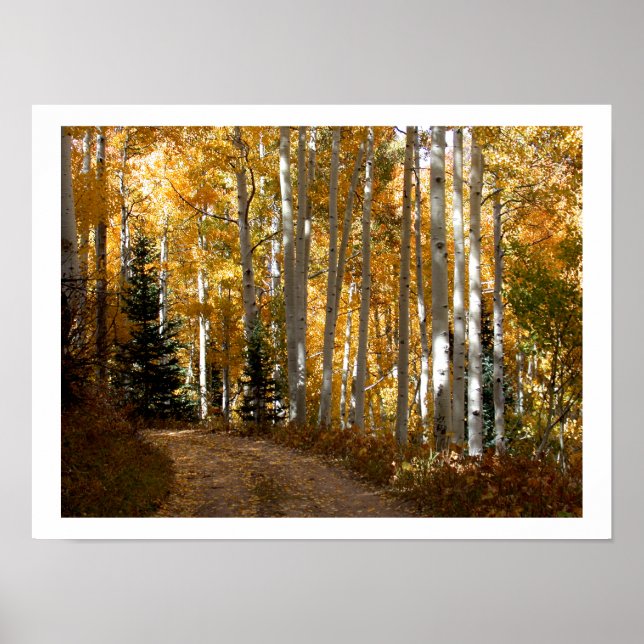 Póster Aspen Trees (Frente)