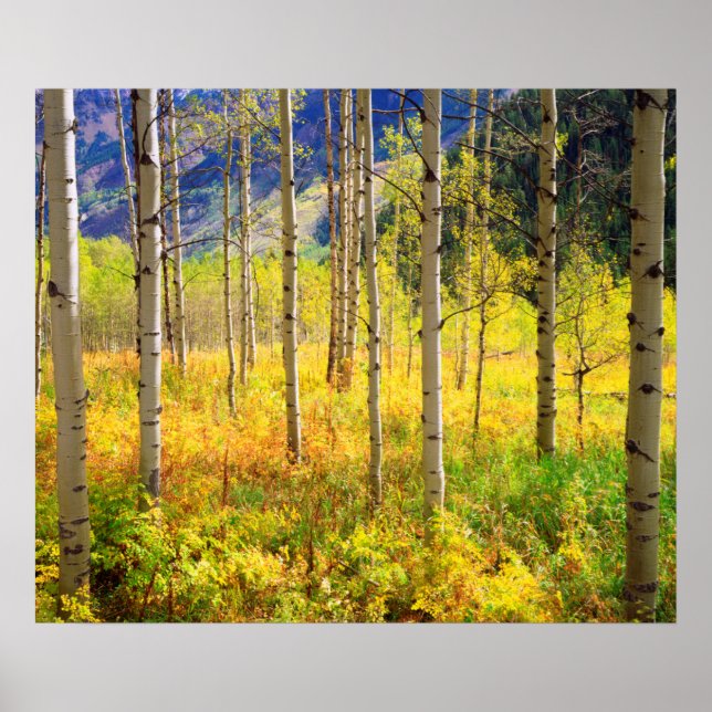 Póster Aspen Trees in Autumn in the Rockies (Frente)
