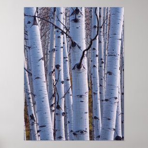 Póster Aspene En El Parque Nacional De Gunnison