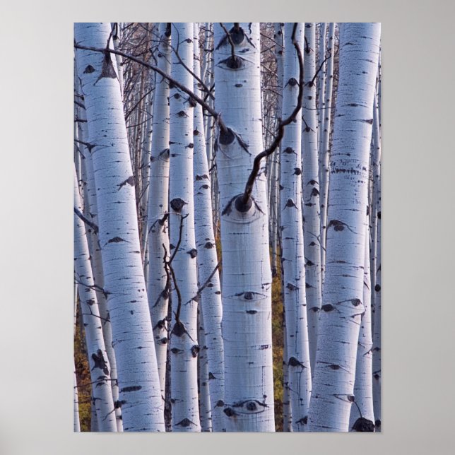 Póster Aspene En El Parque Nacional De Gunnison (Frente)