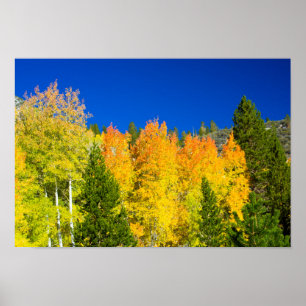 Póster Aspens Aflame