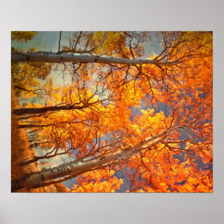 Póster Aspens Glory