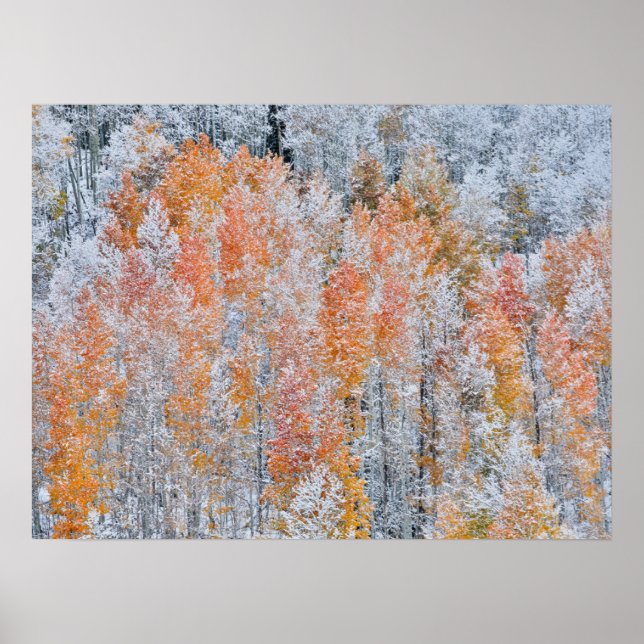 Póster Aspens & Nieve | Montañas Rocosas, Colorado (Frente)