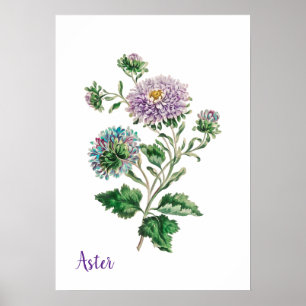 Póster Aster Botánico Acolorado al Agua Azul y Púrpura