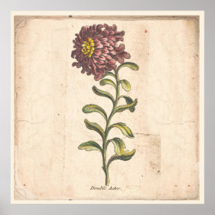 Póster Aster botánico antiguo de la púrpura del poster de