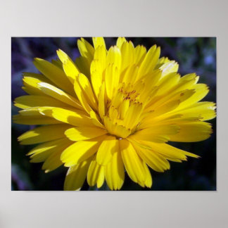 Póster Aster doble