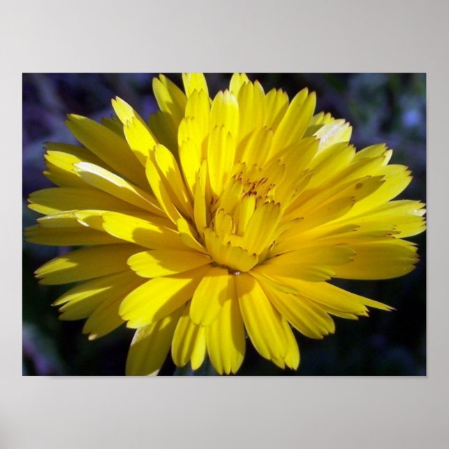 Póster Aster doble (Frente)