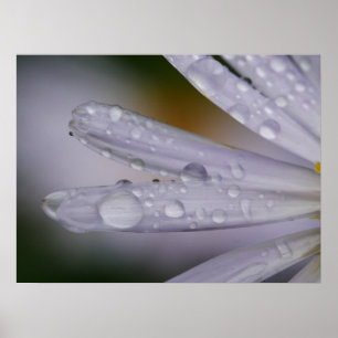 Póster Aster Flower Poster
