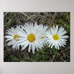 Póster Aster lisos flores silvestres blancas F42