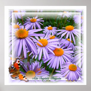 Póster Aster ~ Poster