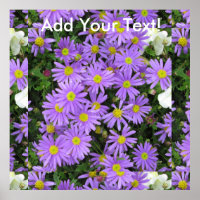 Aster Purple Yellow Green
