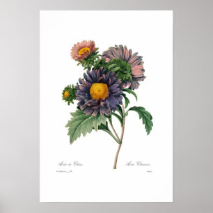 Póster Asteres