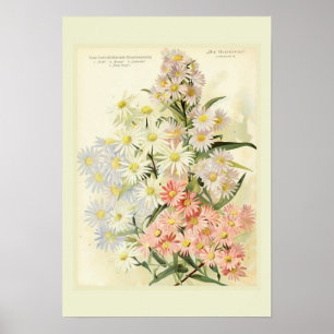 Póster Asters (Michaelmas daisy)