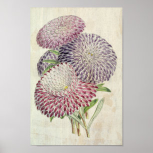 Póster Astratos de flores de peones con rayas botánicas v