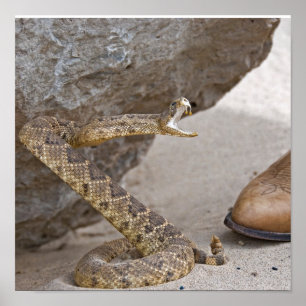 Póster Ataque de serpiente de cascabel