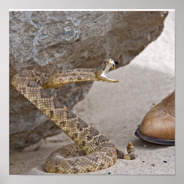 Póster Ataque de serpiente de cascabel (Frente)