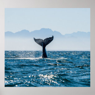 Póster Ataque marino de la cola de ballena: Agua Dramátic