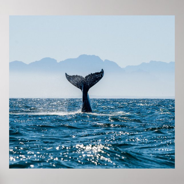 Póster Ataque marino de la cola de ballena: Agua Dramátic (Frente)