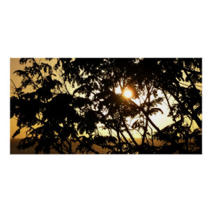 Póster Atardecer a través de árboles en fotografía tropic