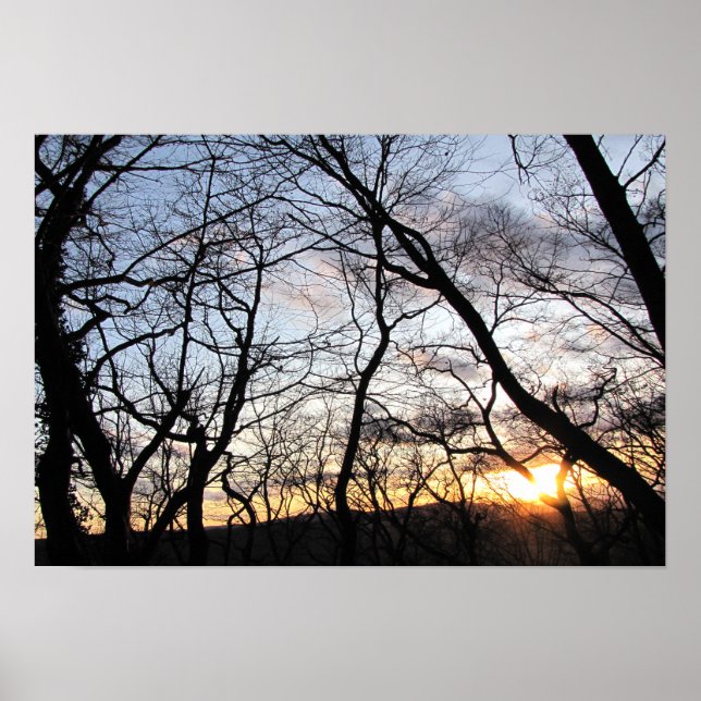 Póster Atardecer a través de ramas (Frente)