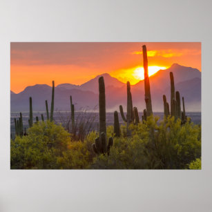 Póster Atardecer de cactus del desierto, Arizona