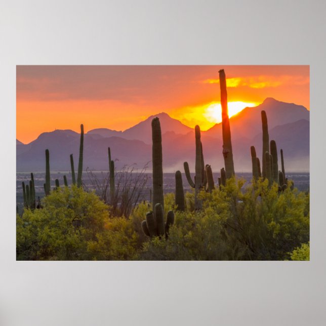 Póster Atardecer de cactus del desierto, Arizona (Frente)