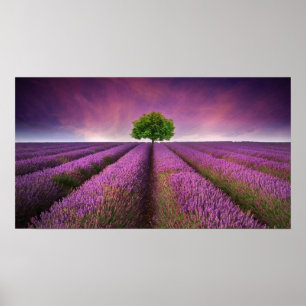 Póster Atardecer de verano en el campo de lavanda