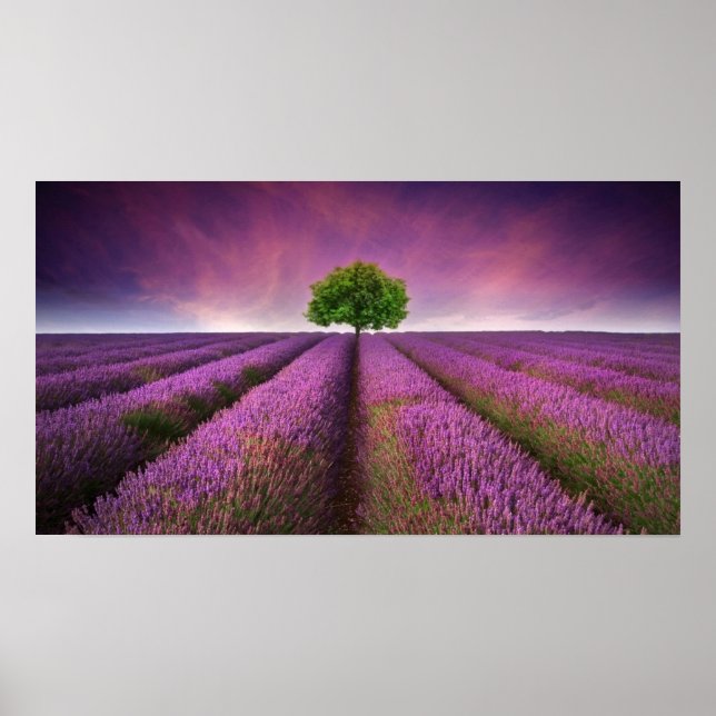 Póster Atardecer de verano en el campo de lavanda (Frente)