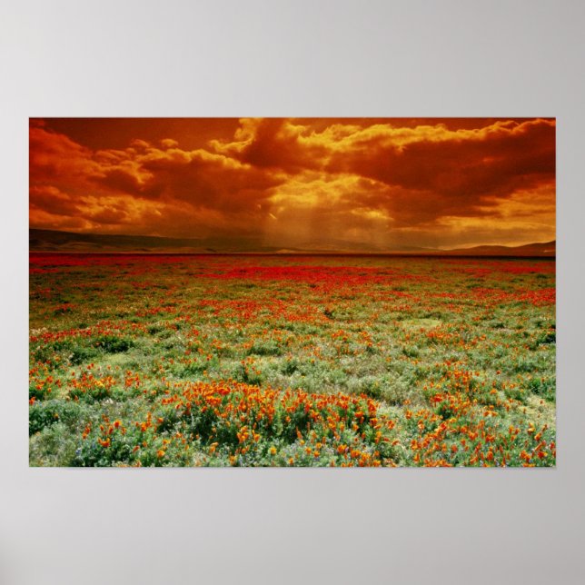 Póster Atardecer del desierto en un campo de amapolas de  (Frente)