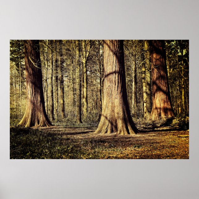 Póster Atardecer en el bosque (Frente)