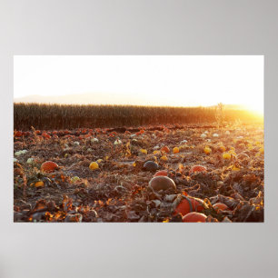 Póster Atardecer en el Parche de Calabaza C