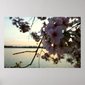 Póster Atardecer en flor de cerezo en Washington DC