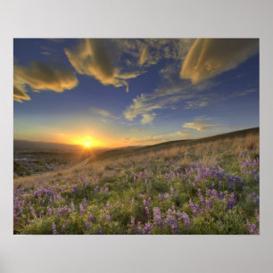 Póster Atardecer sobre las montañas Bitterroot y vastos