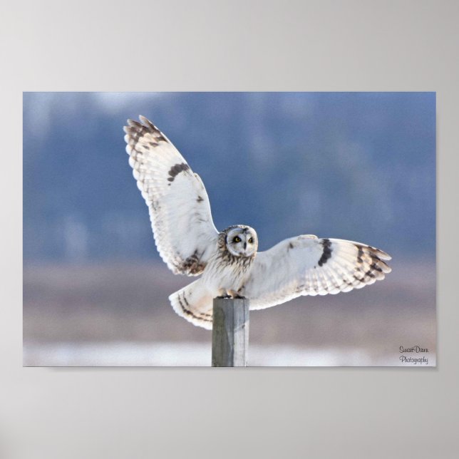 Póster Aterrizaje De Lechuza De Corto Plazo (Frente)