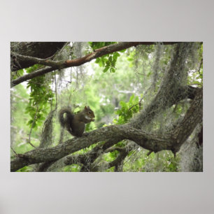 Póster Atesore en el árbol 40" X 27"