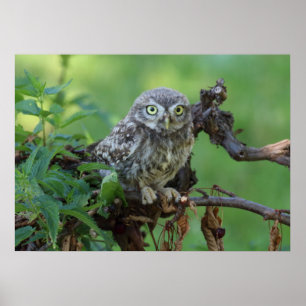 Póster Athene noctua