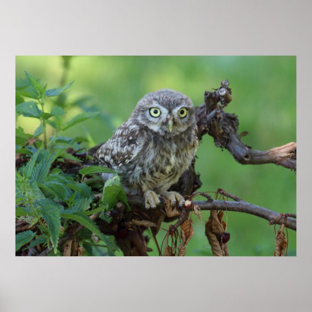 Póster Athene noctua (Frente)