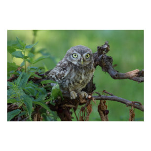 Póster Athene noctua