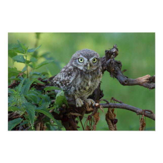 Póster Athene noctua (Anverso)