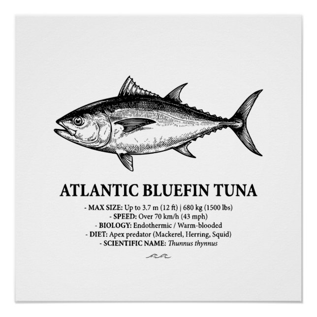 Póster Atlantic Bluefin Tuna Scientific Illustration  (Anverso)