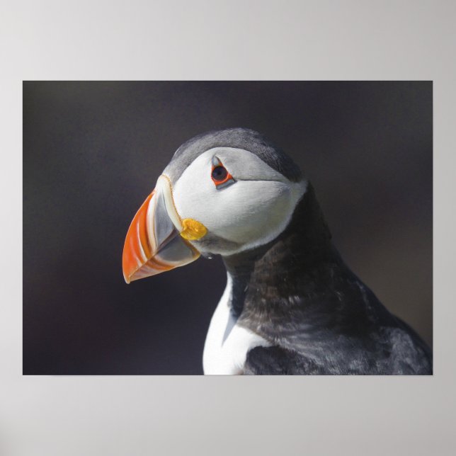 Póster Atlantic Puffin Fratercula Arctica (Frente)