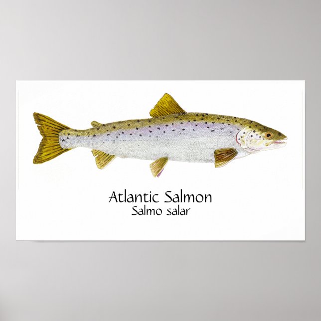Póster Atlantic Salmon Art (Frente)