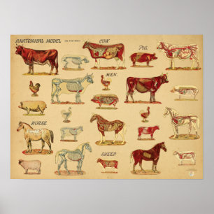 Póster Atlas de Anatomía de Animales de Granja