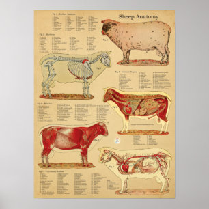 Póster Atlas de Anatomía de Oveja Gráfico
